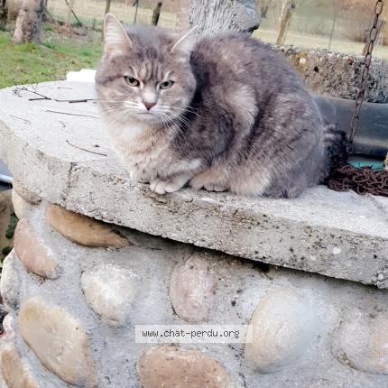 Foto 1/1 Hysis Chat perdido en Voiron