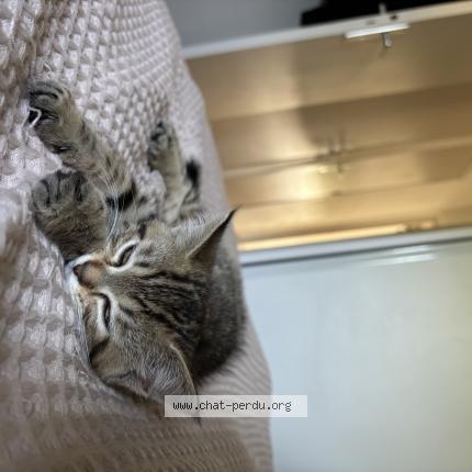 Foto 1/1 Billie Chat perdido en La cheze