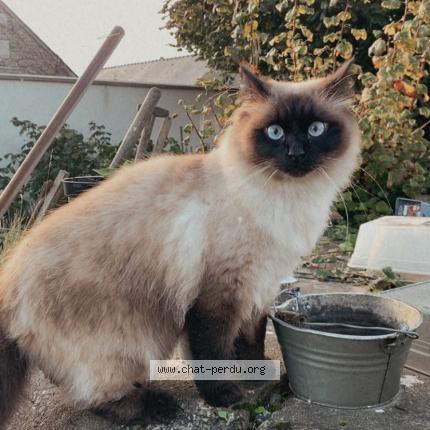Foto 1/1 Mousquetaire Chat perdido en Pleurtuit