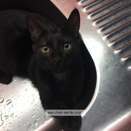 Foto 1/1 Oxo mais réponds au nom de minou Chat perdido en Saint martin belle roche