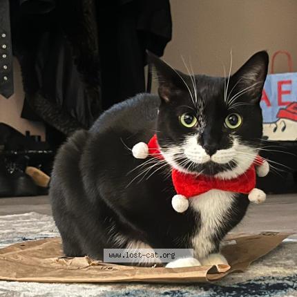 Foto 1/1 Yuki Chat perdido en Leamington