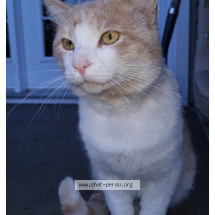 Foto 1/1 Pompi Chat perdido en Saint lin laurentides