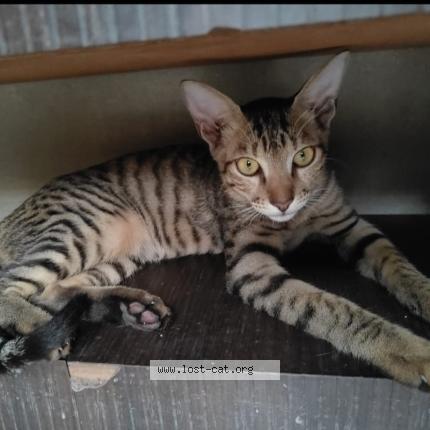 Foto 1/1 Shinchan Chat perdido en Raipur