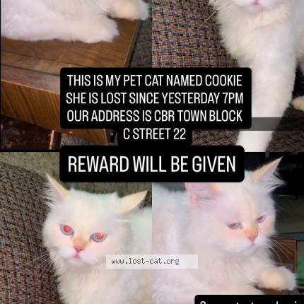 Foto 1/1 Cookie Chat perdido en Islamabad cbr town