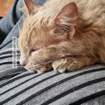 Foto 1/1 Maja desnuda Chat perdido en Temuco