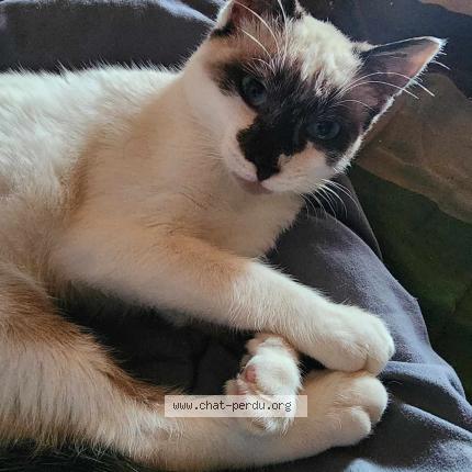 Foto 1/1 Claudine Bassene-jouhannel Chat perdido en Bains