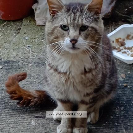 Foto 1/1 Gato encontrado Encontrado en Le chanay