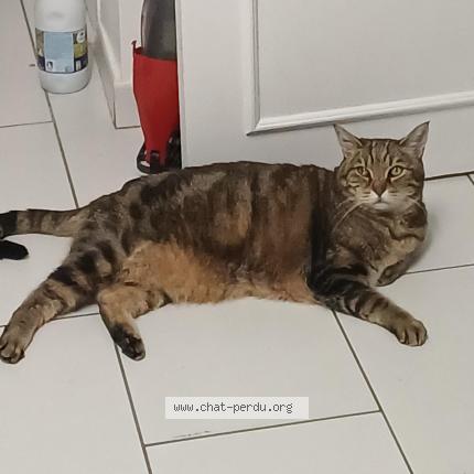 Foto 1/1 Mouchette Chat perdido en Ris orangis