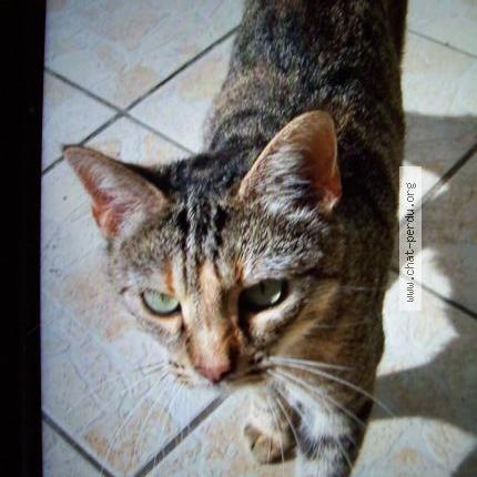 Foto 1/2 Gato encontrado Encontrado en Saumur