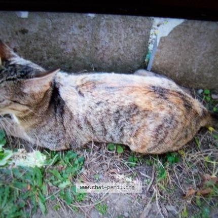 Foto 2/2 Gato encontrado Encontrado en Saumur