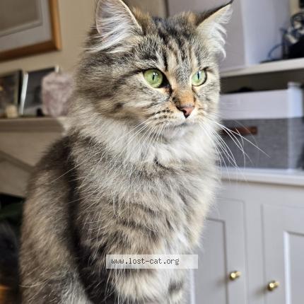 Foto 1/1 Boo Chat perdido en London