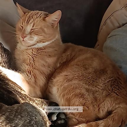 Foto 1/1 Rafiki surnom donné par mon fils Chat perdido en Vattetot sur mer