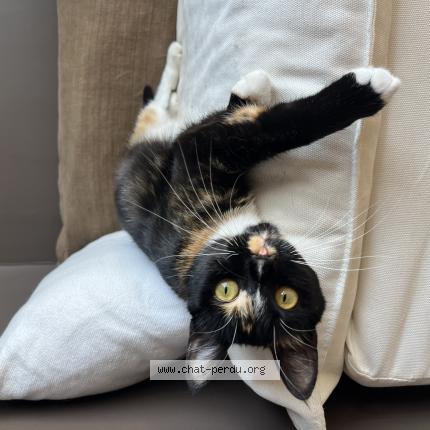 Foto 1/1 Grenache Chat perdido en Bordeaux