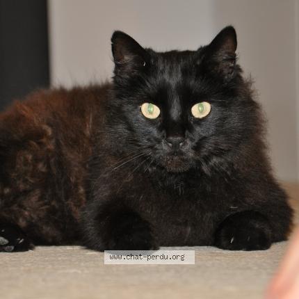 Foto 1/1 Schmutz Chat perdido en Ladern sur lauquet