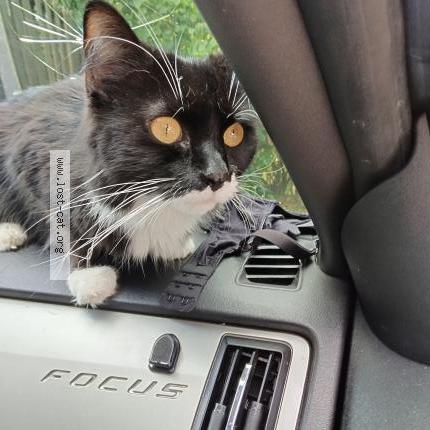 Foto 1/1 Sox Chat perdido en Lexington