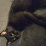 Foto del gato perdido en Seysses