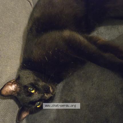 Foto 1/1 Shadow Chat perdido en Seysses