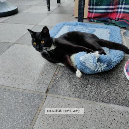 Foto 1/1 PILOU Chat perdido en Plancenoit