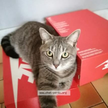 Foto 1/1 Enid Chat perdido en Irreville