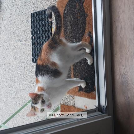 Foto 1/1 Gato encontrado Encontrado en Vendome