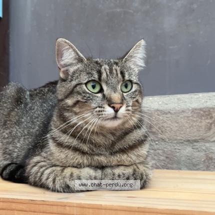 Foto 1/1 Iris Chat perdido en Beuvrages