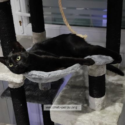 Foto 2/2 Thanos Chat perdido en Sailly labourse