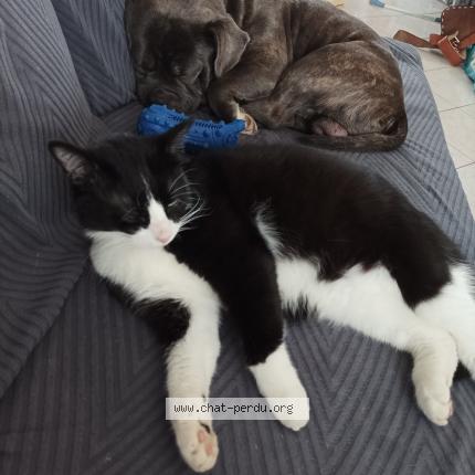 Foto 1/1 Wall-e Chat perdido en La ferte saint aubin