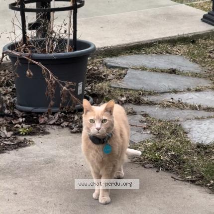 Foto 1/1 Weasley Chat perdido en Verdun