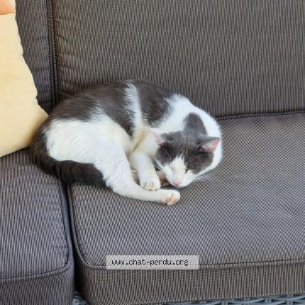 Foto 1/1 Zig zag Chat perdido en Mizerieux