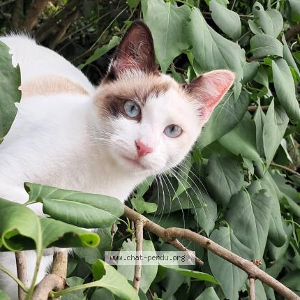 Foto 1/1 Vanille Chat perdido en Lescure d albigeois