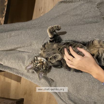 Foto 1/1 Uggy Chat perdido en Le mans