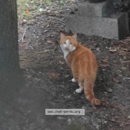 Foto 1/1 Gato encontrado Encontrado en Hourtin