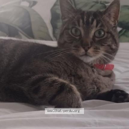 Foto 1/1 ELIOT Chat perdido en Generac et alentours