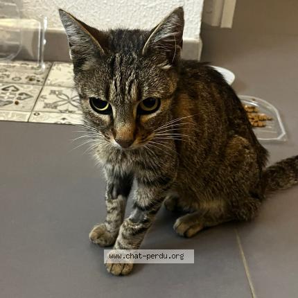 Foto 1/1 Gato encontrado Encontrado en Montigny les cormeilles