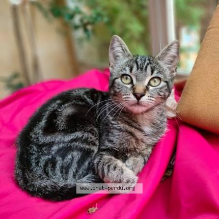 Foto 1/1 AKKA Chat perdido en Toulouse