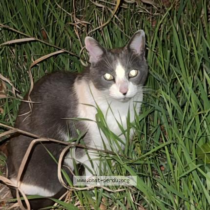 Foto 1/1 Gato encontrado Encontrado en Sherbrooke
