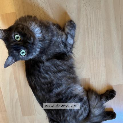 Foto 1/1 Maïa Chat perdido en Bordeaux