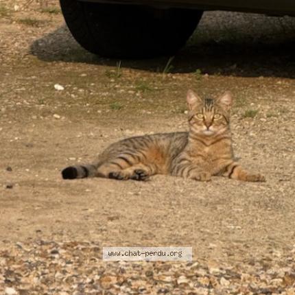 Foto 1/1 Neo Chat perdido en Saint pierre la garenne