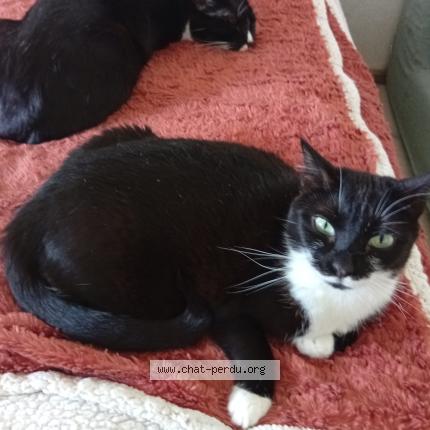 Foto 1/1 Mignonne Chat perdido en Montpellier