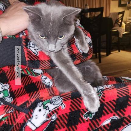 Foto 1/1 Gato encontrado Encontrado en Lancaster