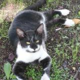 Foto del gato perdido en Belligne Loireauxence