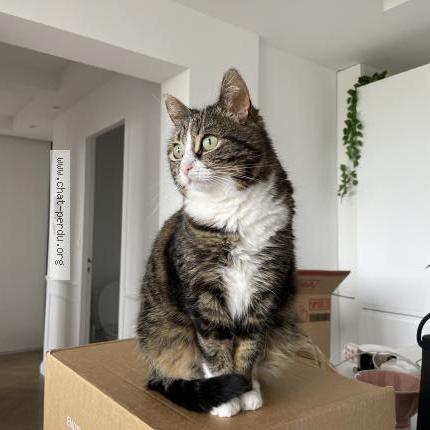 Foto 1/1 Prune Chat perdido en Caen