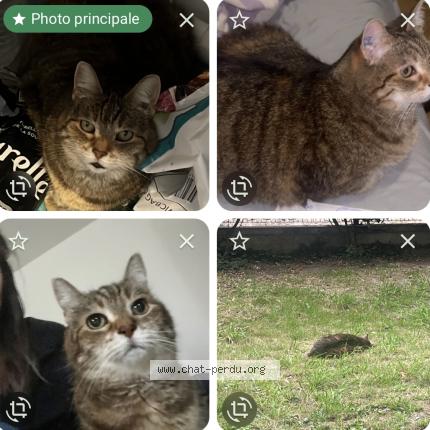 Foto 1/1 Toxine Chat perdido en Le chesnay rocquencourt