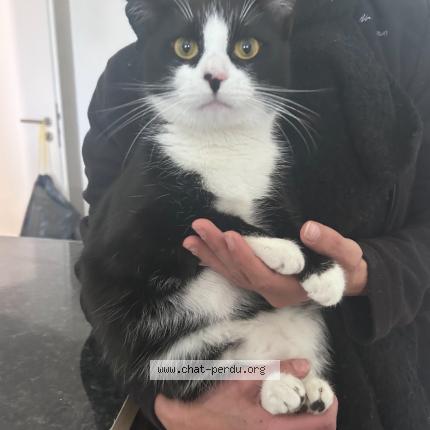 Foto 1/1 nanou Chat perdido en Wittenheim