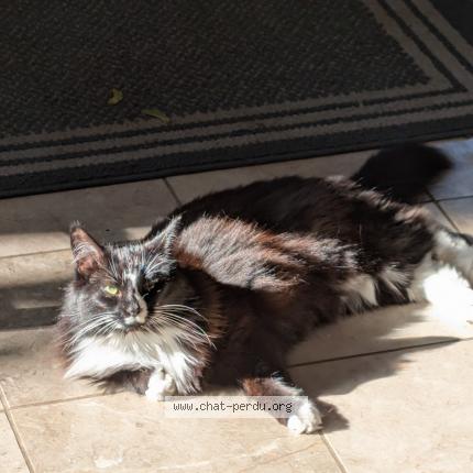 Foto 1/1 Louna Chat perdido en Montreal