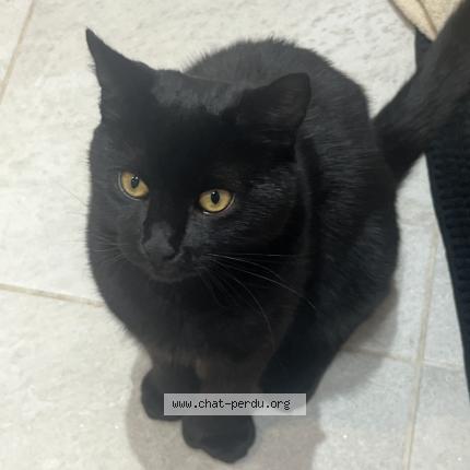 Foto 1/1 Cooper Chat perdido en Ste adele