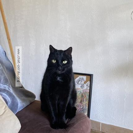 Foto 1/1 Prince Chat perdido en Brive la gaillarde