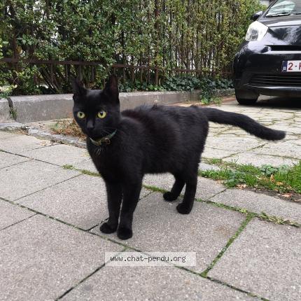 Foto 1/1 Gato encontrado Encontrado en Bruxelles laeken