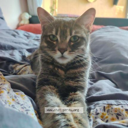 Foto 1/1 Myrtille Chat perdido en Palavas les flots