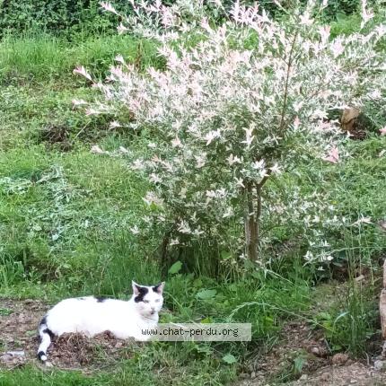 Foto 1/1 Popey Chat perdido en St christo en jarez